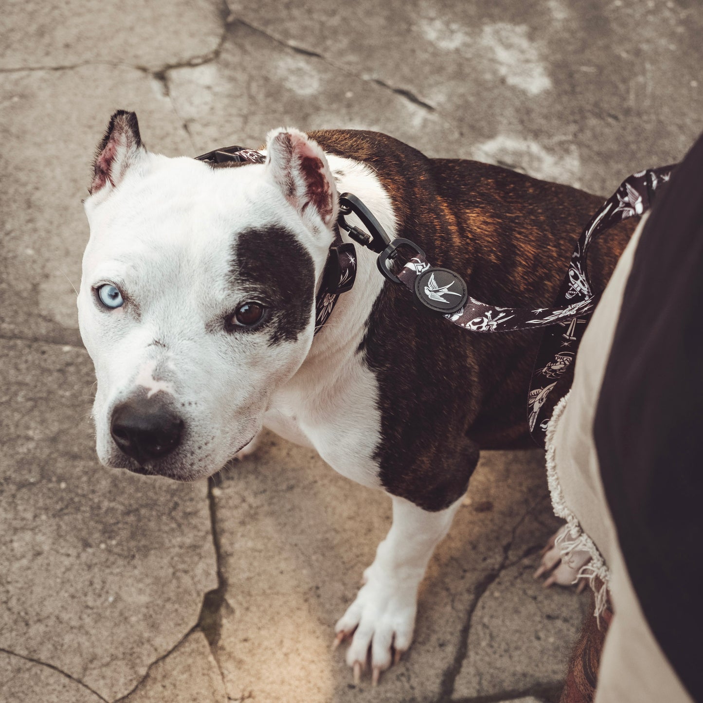 BLACK FLASH LEASH